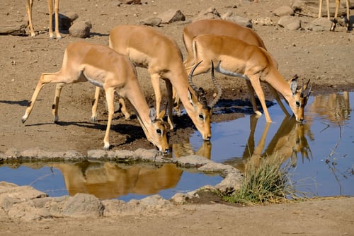 hermosa-foto-antilopes-bebiendo-agua-lago-safari
